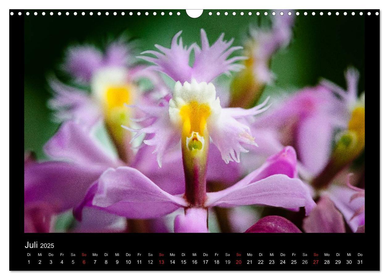 Bild: 9783435598915 | Wunderbare Orchideen (Wandkalender 2025 DIN A3 quer), CALVENDO...