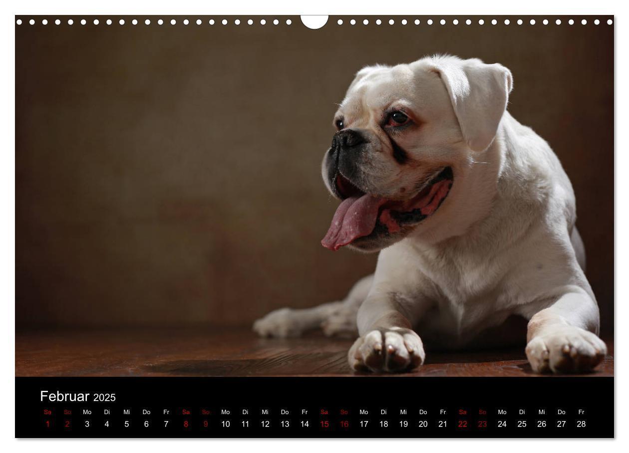 Bild: 9783435436255 | Liebenswerte Boxer (Wandkalender 2025 DIN A3 quer), CALVENDO...