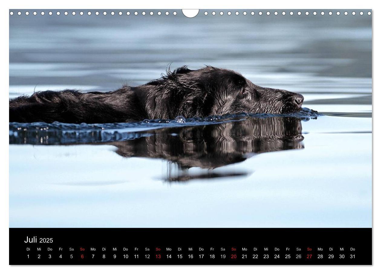 Bild: 9783435726066 | Flatcoated Retriever (Wandkalender 2025 DIN A3 quer), CALVENDO...