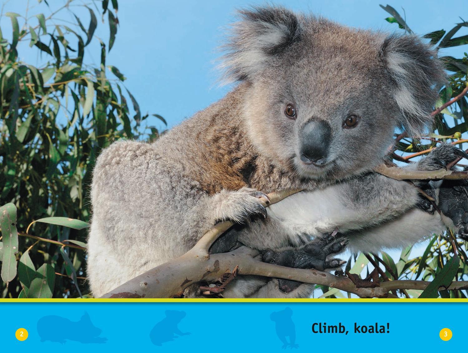 Bild: 9780008422226 | Climb, Koala! | Level 1 | Jennifer Szymanski (u. a.) | Taschenbuch