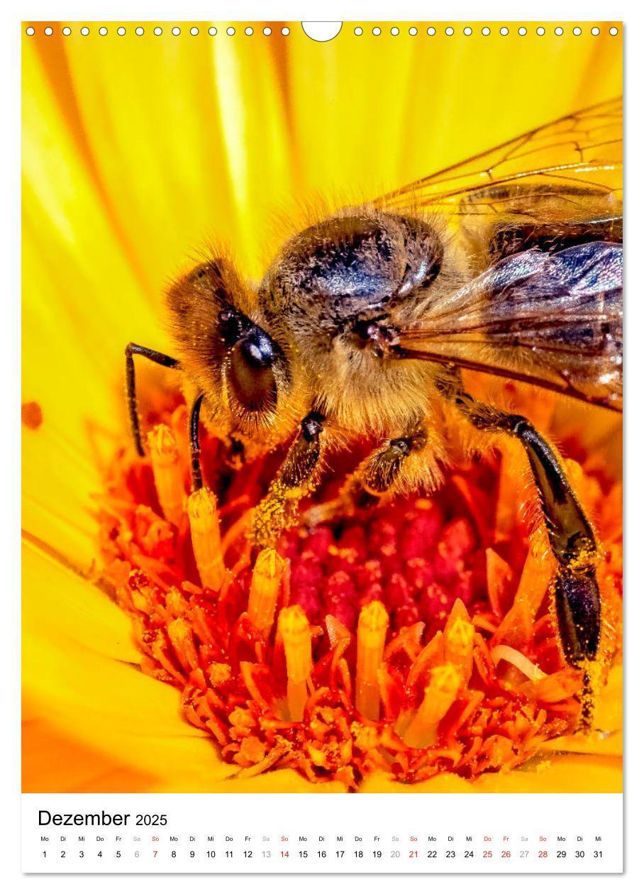 Bild: 9783435966448 | BIENEN - Kleine Nützlinge ganz nah (Wandkalender 2025 DIN A3 hoch),...