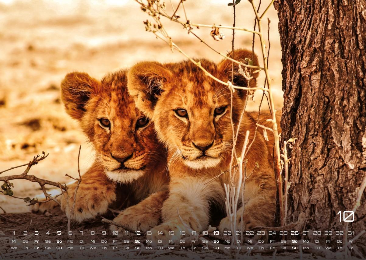 Bild: 9783986734381 | Afrikas Tierwelt - Der Tierkalender - 2025 - Kalender DIN A3 | 15 S.