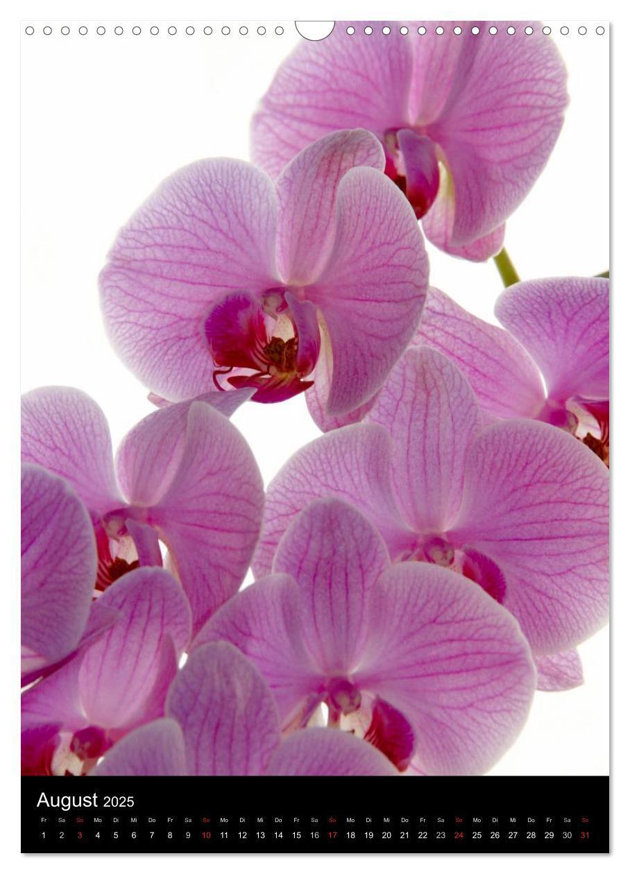 Bild: 9783457085059 | Faszination Orchideen (Wandkalender 2025 DIN A3 hoch), CALVENDO...