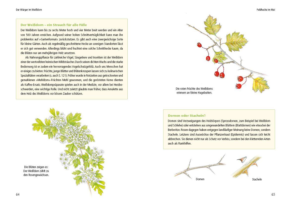 Bild: 9783895664168 | Vogelstimmen in Wald und Hecke | Uwe Westphal | Buch | 184 S. | 2022