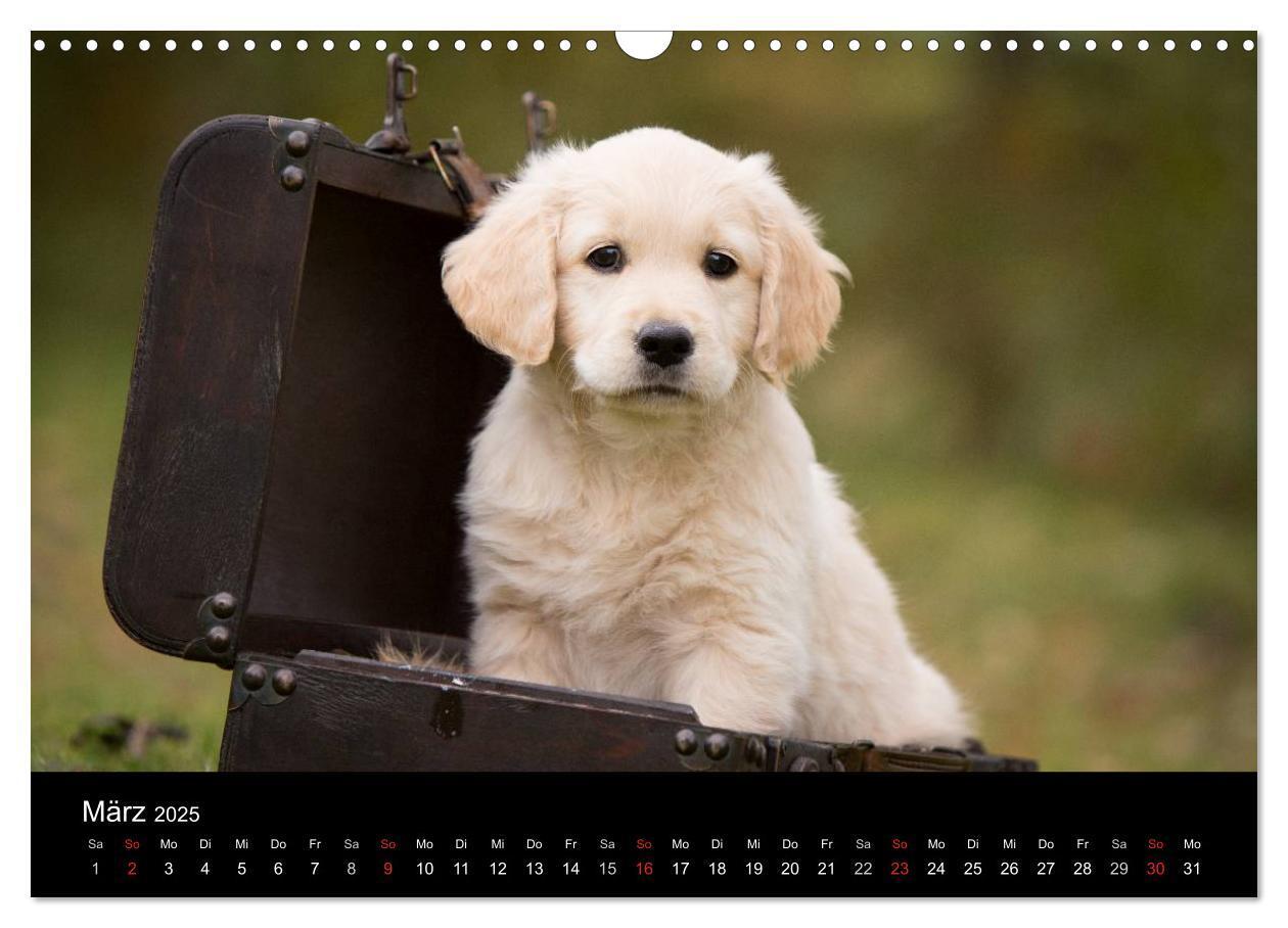 Bild: 9783435834013 | Hundewelpen (Wandkalender 2025 DIN A3 quer), CALVENDO Monatskalender