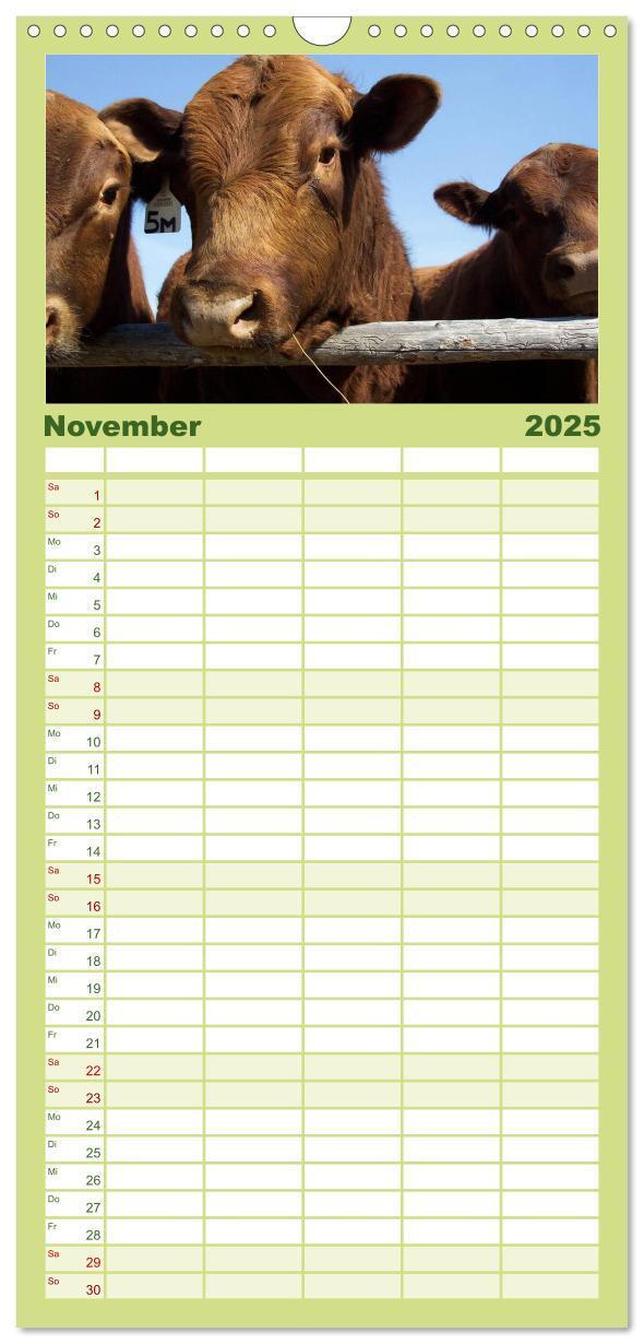 Bild: 9783457126547 | Familienplaner 2025 - Kühe mit 5 Spalten (Wandkalender, 21 x 45 cm)...