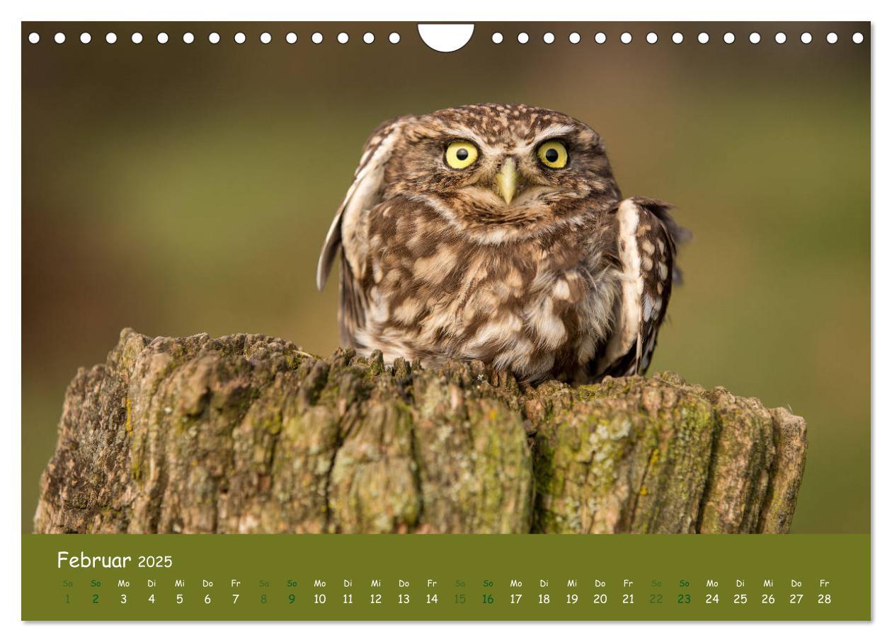 Bild: 9783435300532 | Steinkäuze (Athene noctua) (Wandkalender 2025 DIN A4 quer),...