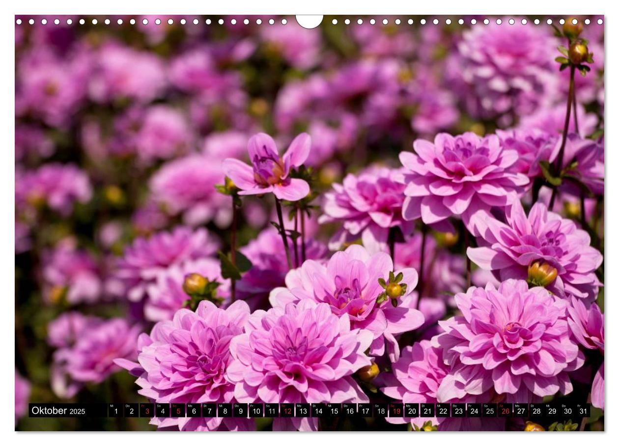 Bild: 9783435663651 | Dahlia - Dahlien (Wandkalender 2025 DIN A3 quer), CALVENDO...