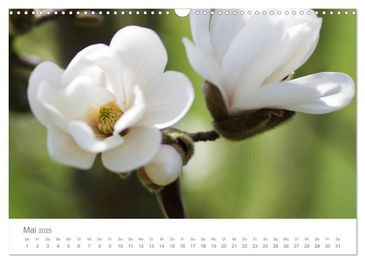 Bild: 9783435810048 | Blumen &amp; Blüten Träume (Wandkalender 2025 DIN A3 quer), CALVENDO...