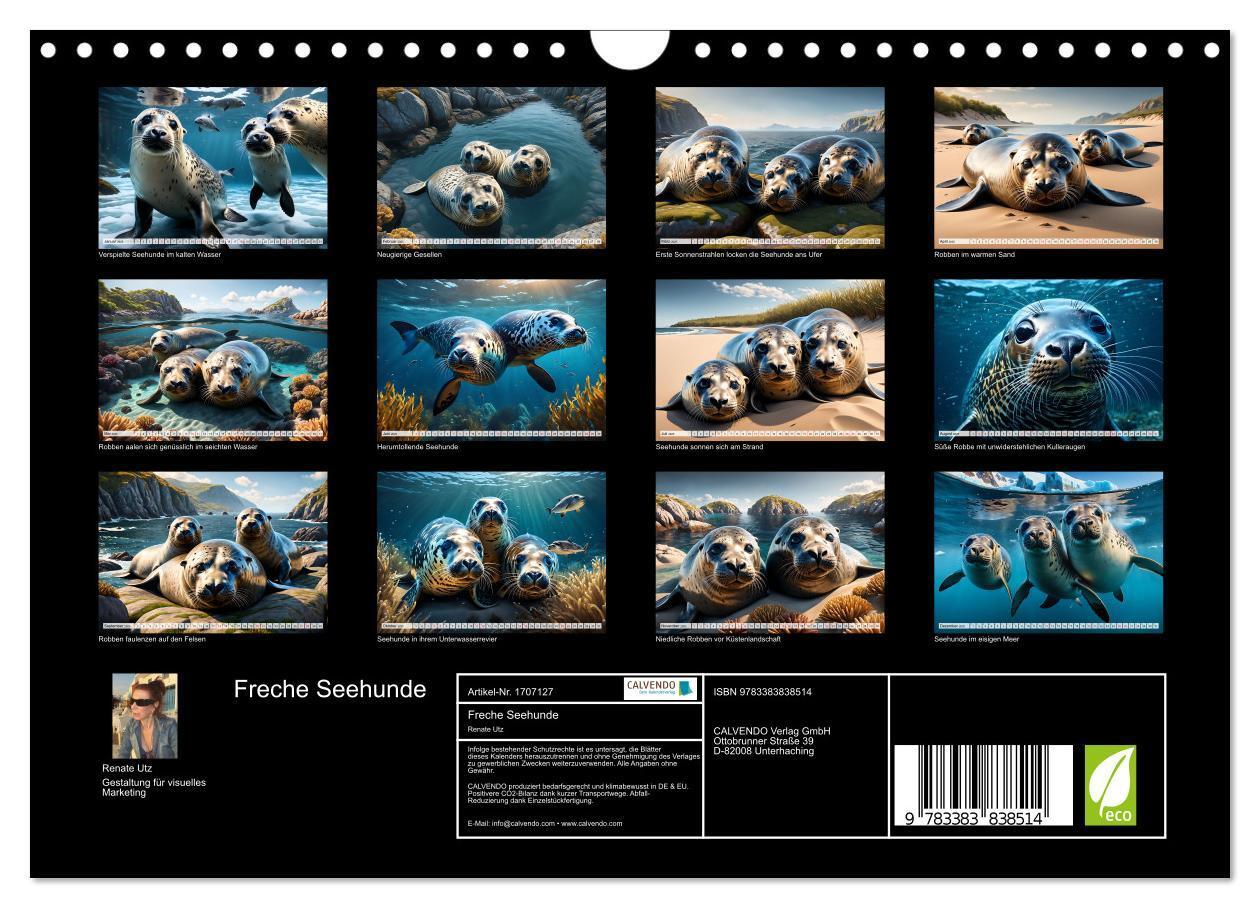 Bild: 9783383838514 | Freche Seehunde (Wandkalender 2025 DIN A4 quer), CALVENDO...