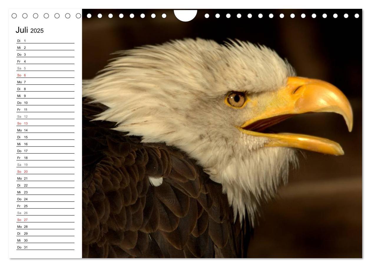 Bild: 9783435533145 | Der Weißkopfseeadler (Wandkalender 2025 DIN A4 quer), CALVENDO...