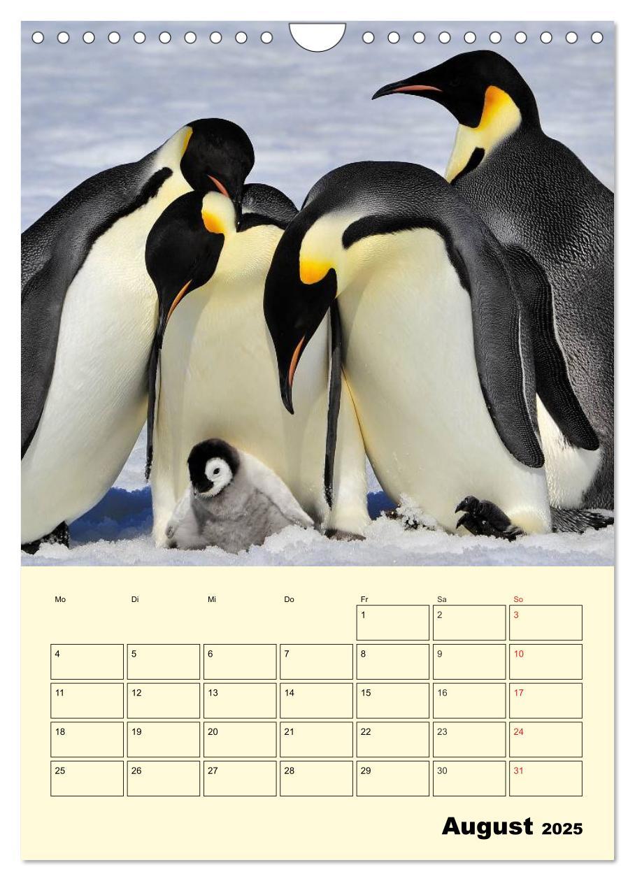 Bild: 9783457018637 | Pinguine. Wackeln im Thermo-Frack (Wandkalender 2025 DIN A4 hoch),...