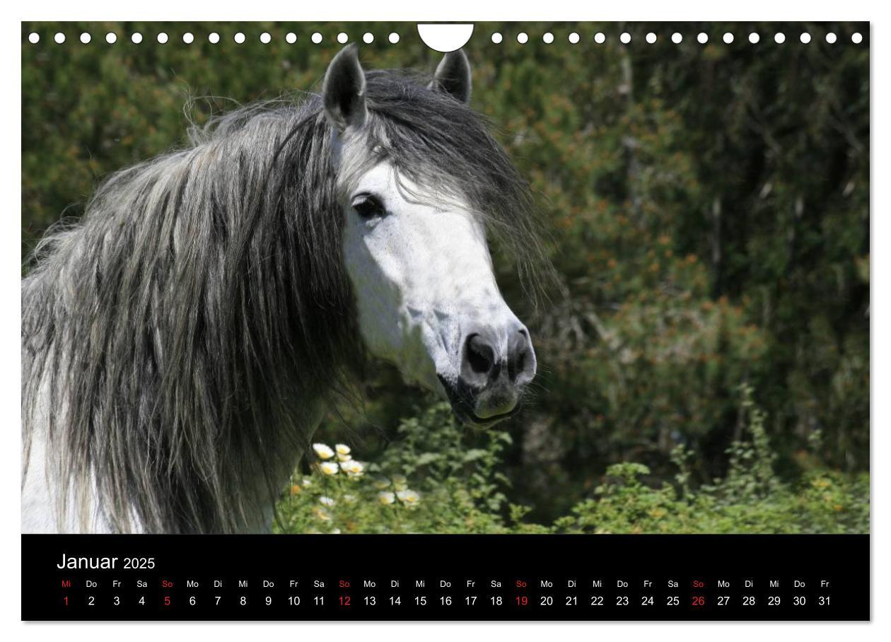 Bild: 9783435567126 | Caballos Spanische Pferde 2025 (Wandkalender 2025 DIN A4 quer),...