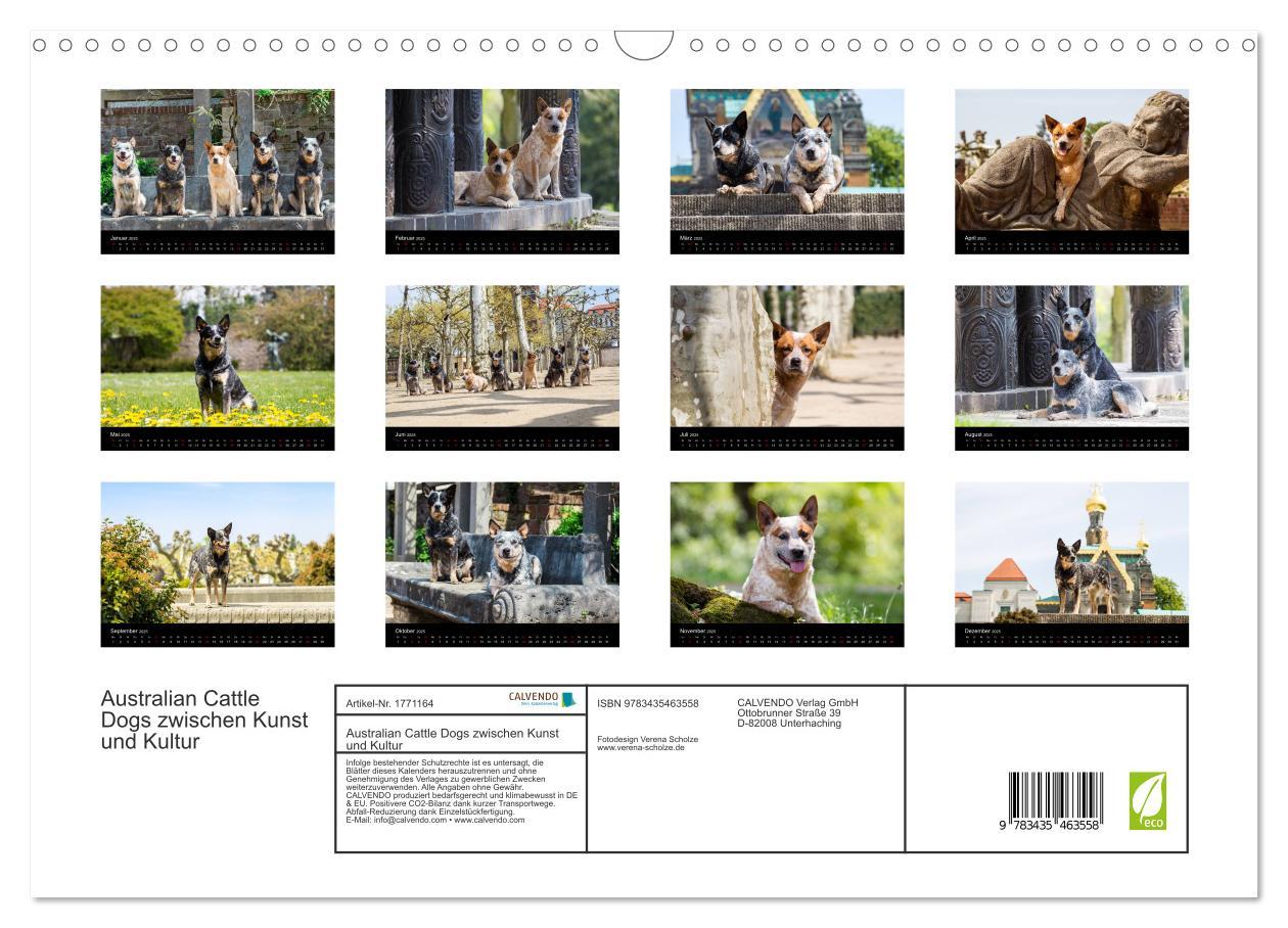 Bild: 9783435463558 | Australian Cattle Dogs zwischen Kunst und Kultur (Wandkalender 2025...