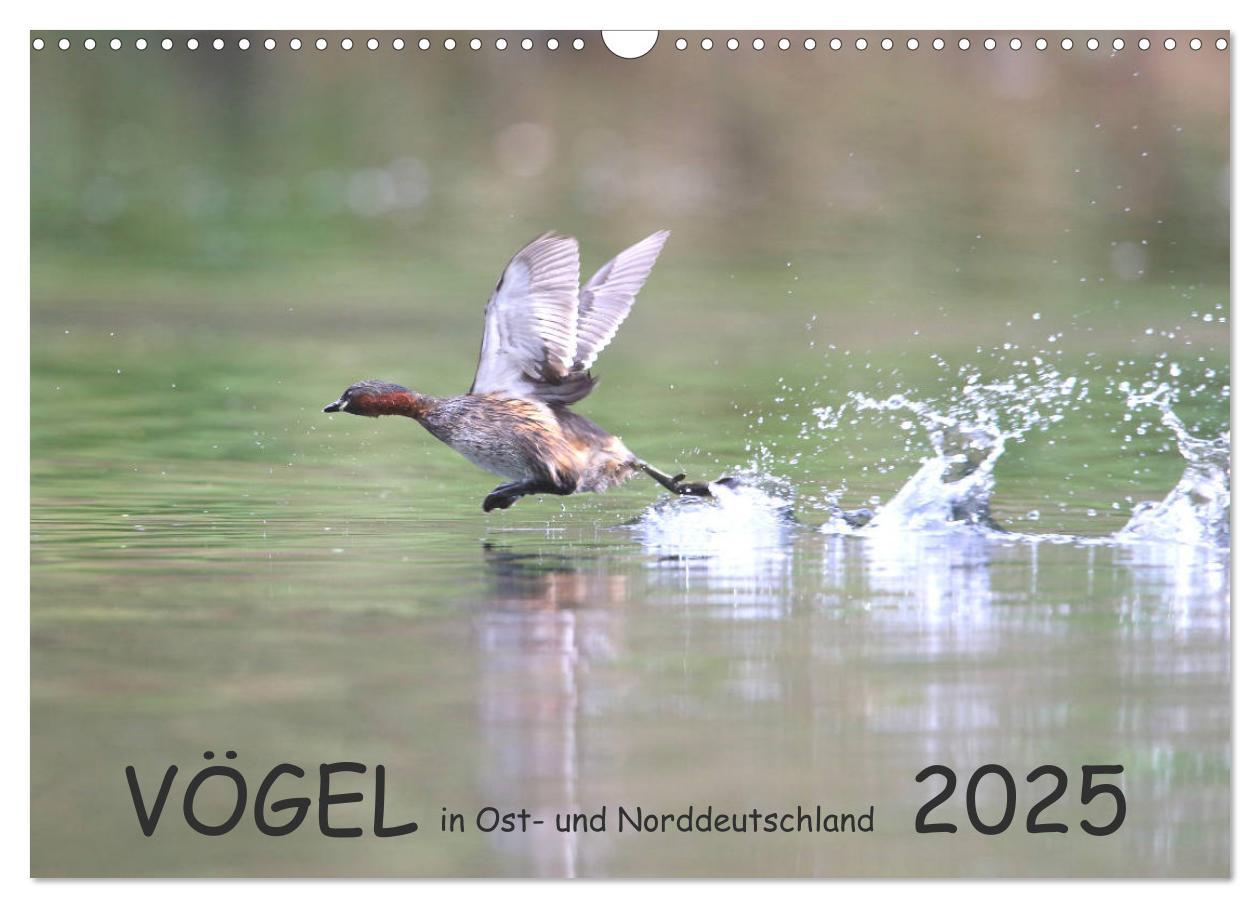 Cover: 9783435179749 | Vögel in Ost- und Norddeutschland 2025 (Wandkalender 2025 DIN A3...