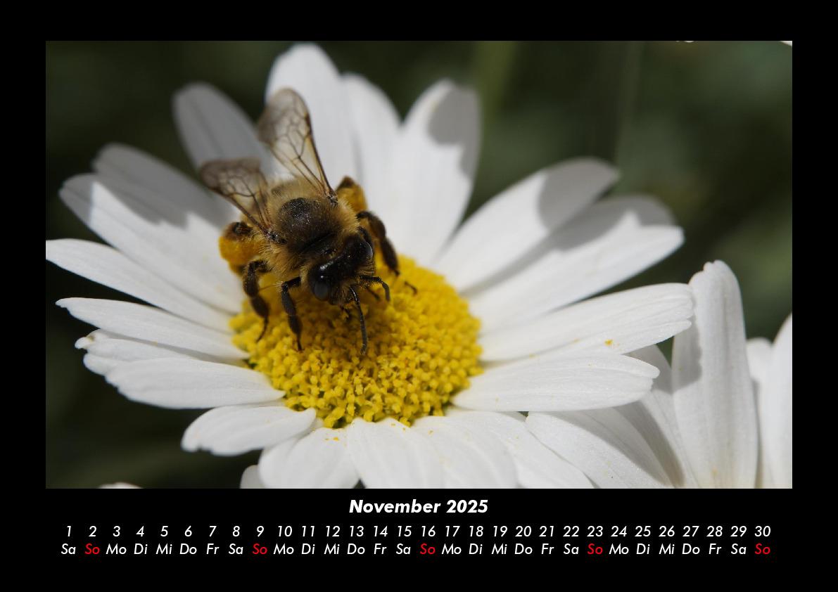 Bild: 9783755981213 | Bienen 2025 Fotokalender DIN A3 | Tobias Becker | Kalender | Kalender