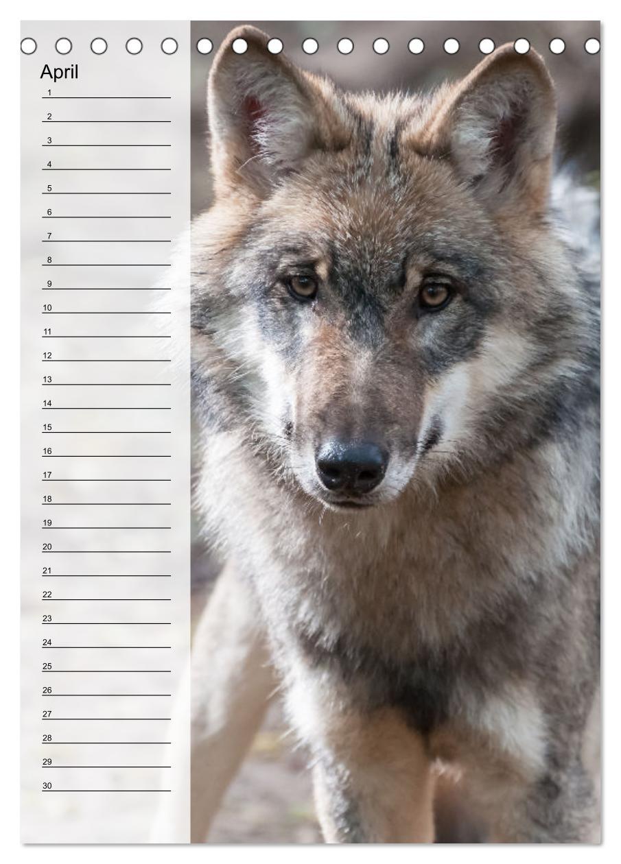 Bild: 9783435882335 | Der Wolf - Isegrim in den heimischen Wäldern - Kalender 2025...