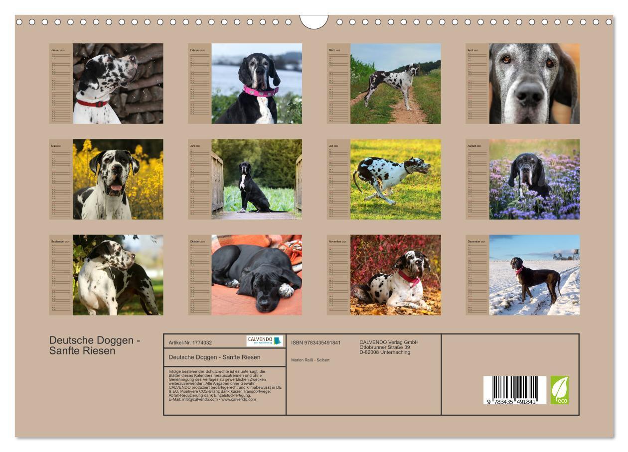 Bild: 9783435491841 | Deutsche Doggen - Sanfte Riesen (Wandkalender 2025 DIN A3 quer),...