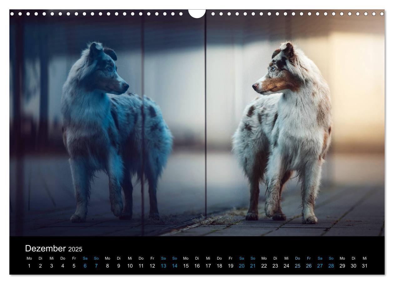 Bild: 9783435233151 | Australian Shepherd - Vielfalt in einer Rasse (Wandkalender 2025...