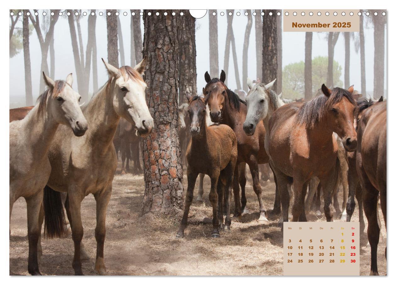 Bild: 9783435105540 | Pferde - Andalusiens wilder Westen (Wandkalender 2025 DIN A3 quer),...