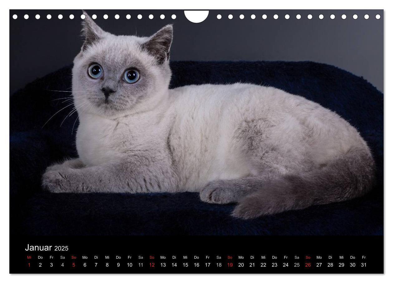 Bild: 9783435833924 | Britisch Kurzhaar Katzen (Wandkalender 2025 DIN A4 quer), CALVENDO...