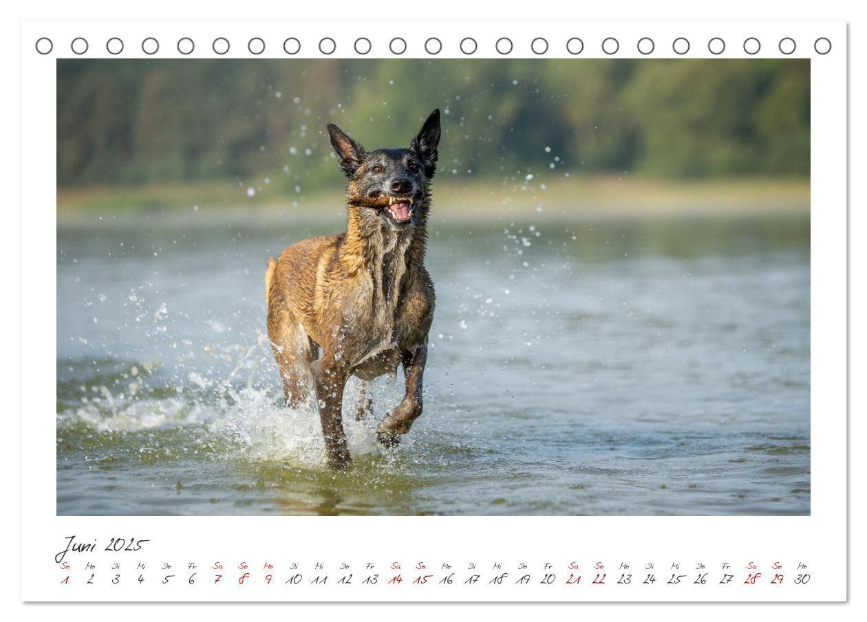 Bild: 9783383798450 | Mit dem Malinois durch das Jahr (Tischkalender 2025 DIN A5 quer),...