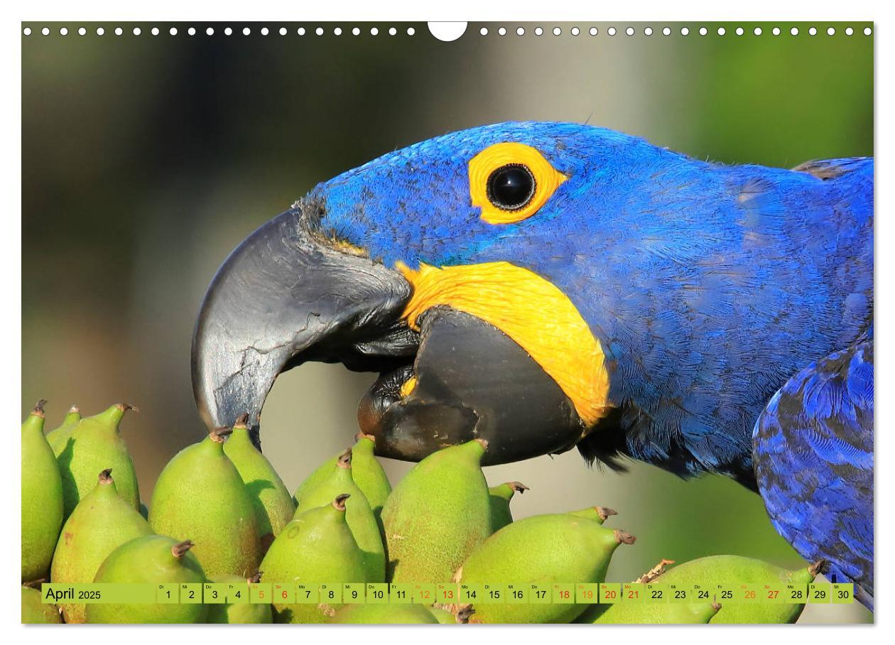 Bild: 9783435262809 | Aras im Pantanal (Wandkalender 2025 DIN A3 quer), CALVENDO...