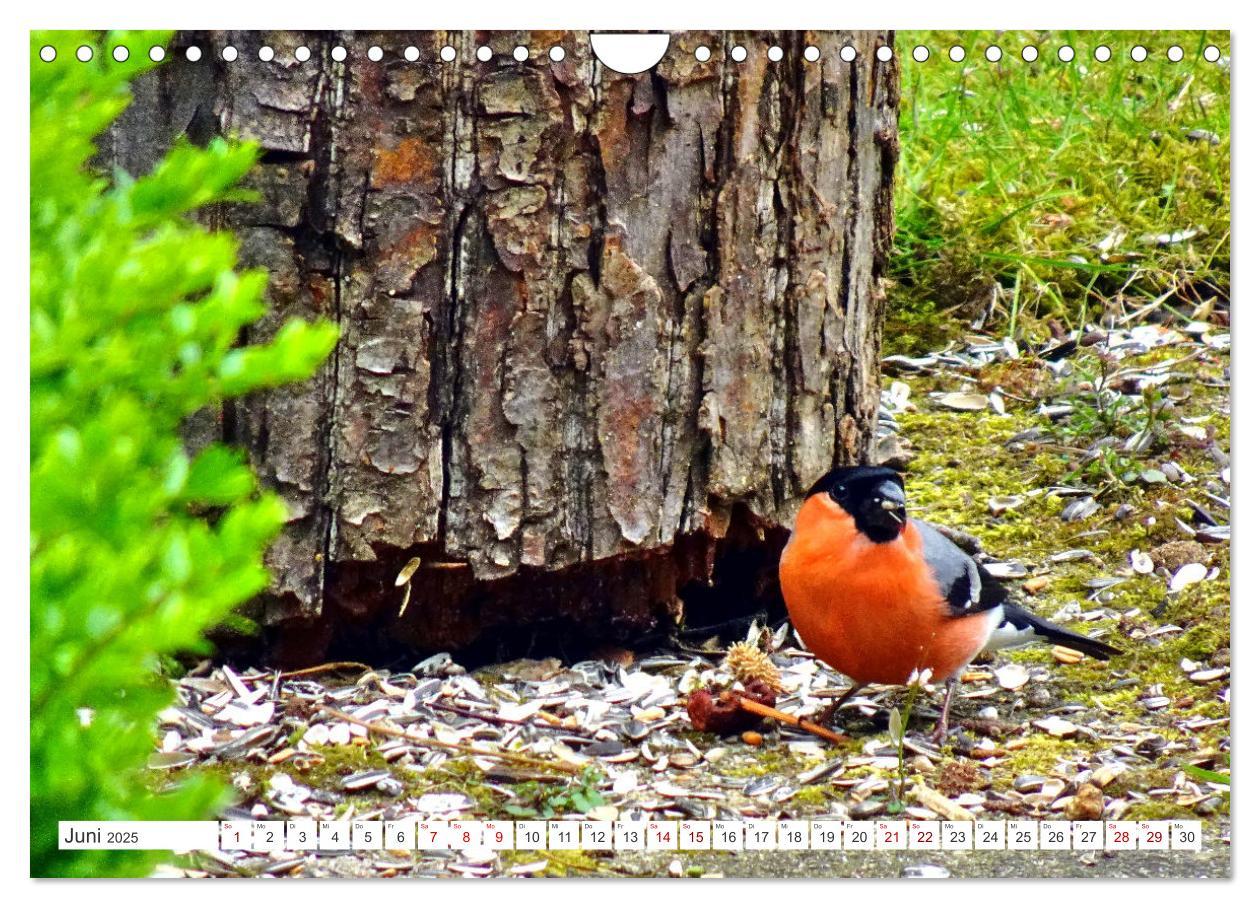 Bild: 9783457160275 | Herr und Frau Gimpel - Stammgäste im Garten (Wandkalender 2025 DIN...