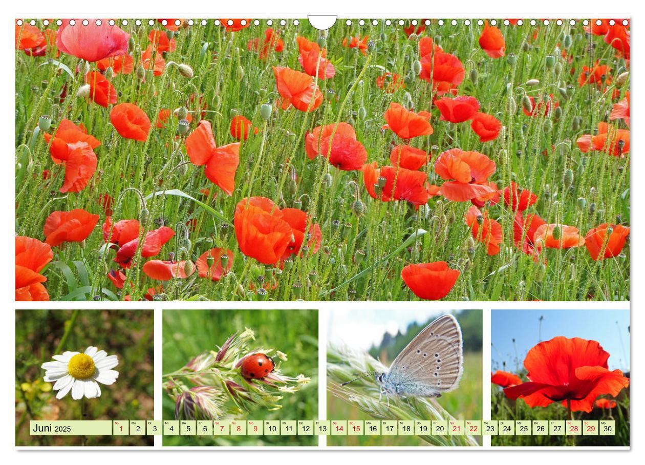 Bild: 9783435221509 | Blütenmeer am Wegesrand (Wandkalender 2025 DIN A3 quer), CALVENDO...