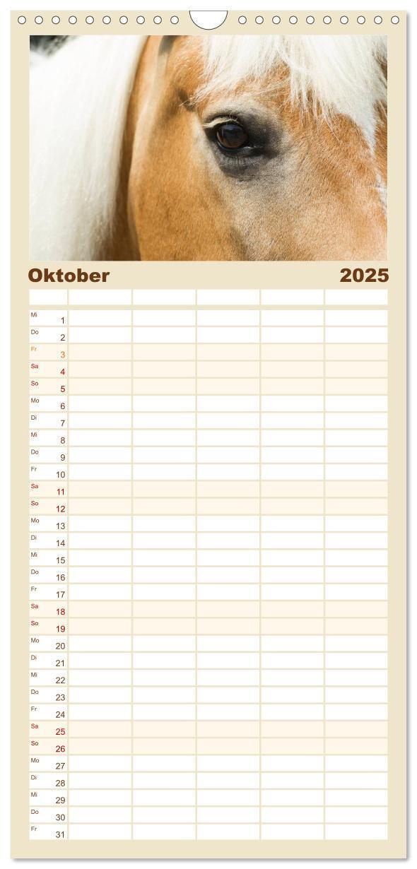 Bild: 9783457123959 | Familienplaner 2025 - Haflinger mit 5 Spalten (Wandkalender, 21 x...