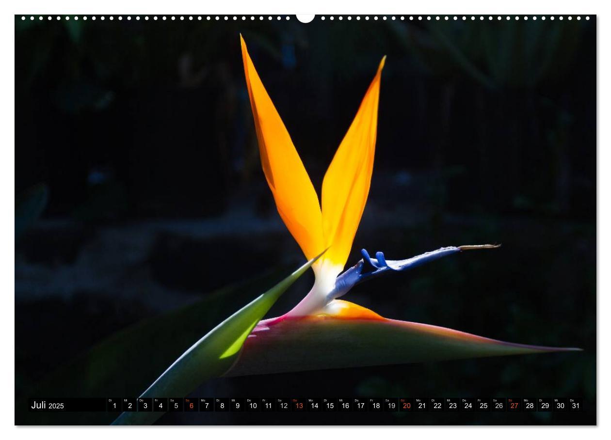 Bild: 9783435747894 | Hawai'i - Teil 2 (Wandkalender 2025 DIN A2 quer), CALVENDO...