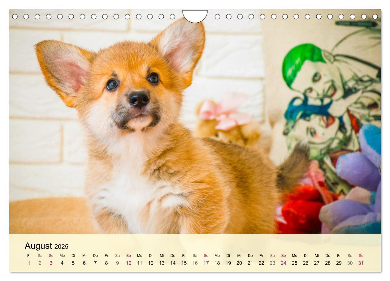 Bild: 9783435020119 | Welsh Corgi. Zauberhafter Dickkopf auf kurzen Beinen (Wandkalender...