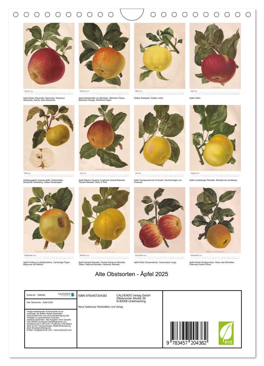 Bild: 9783457204382 | Alte Obstsorten - Äpfel 2025 (Wandkalender 2025 DIN A4 hoch),...