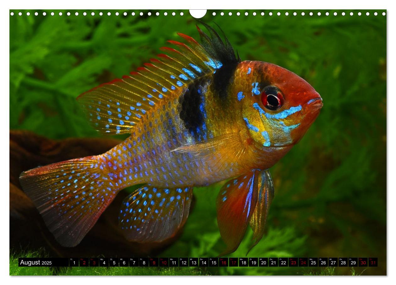 Bild: 9783383905407 | Beliebte Fische der Welt (Wandkalender 2025 DIN A3 quer), CALVENDO...