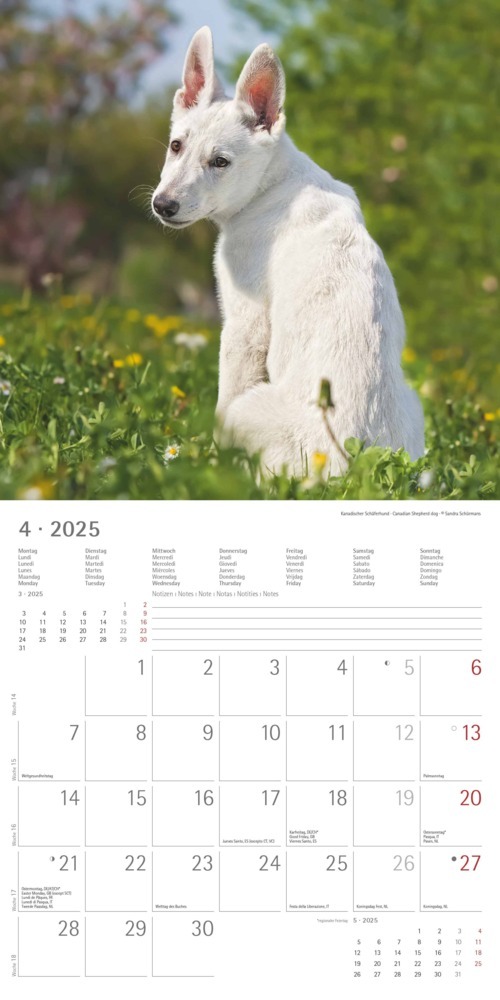 Bild: 4251732340667 | Alpha Edition - Welpen 2025 Broschürenkalender, 30x30cm,...