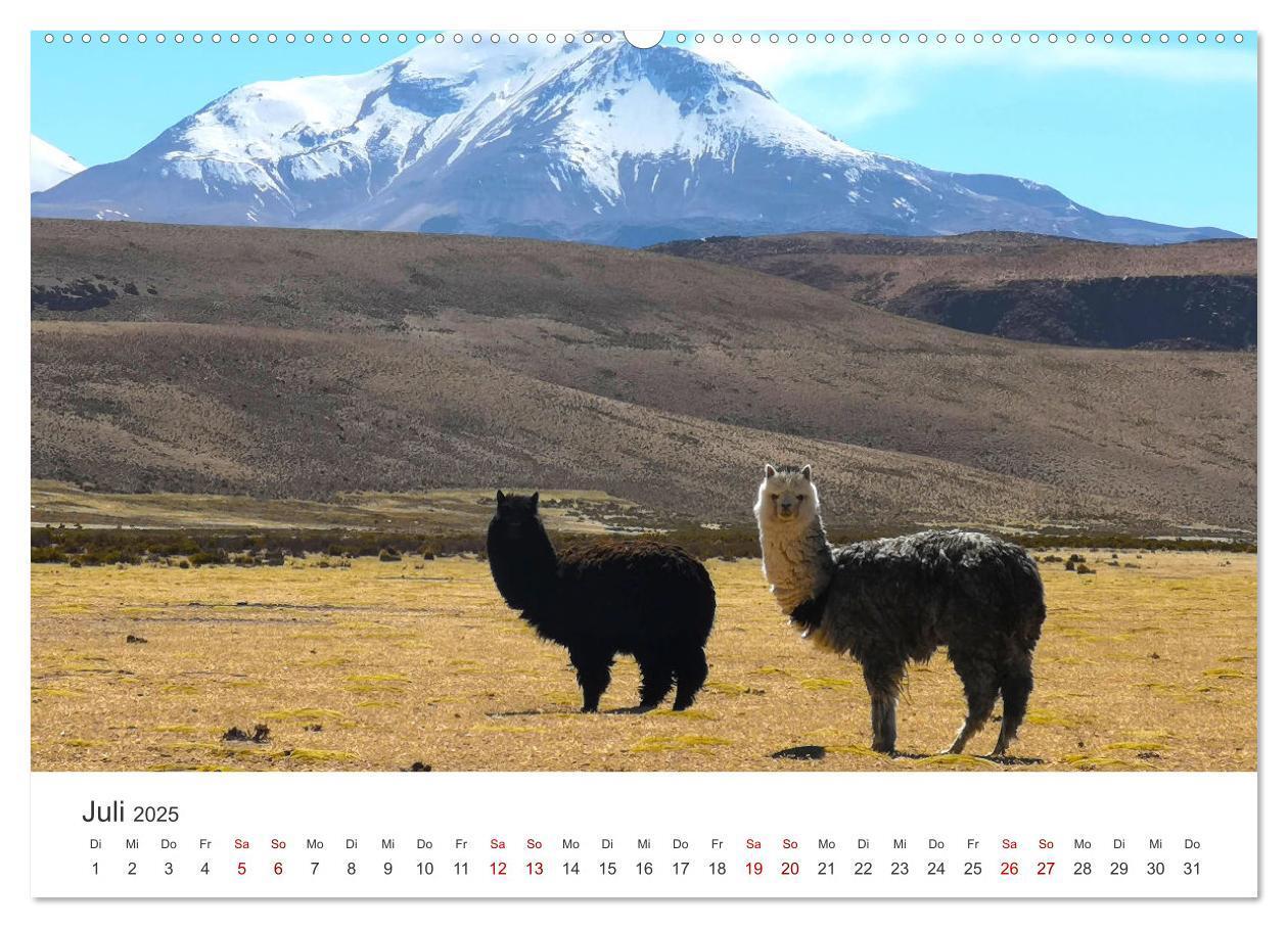 Bild: 9783435003068 | Lamas und Alpakas - Die weichen Neuweltkamele. (Wandkalender 2025...