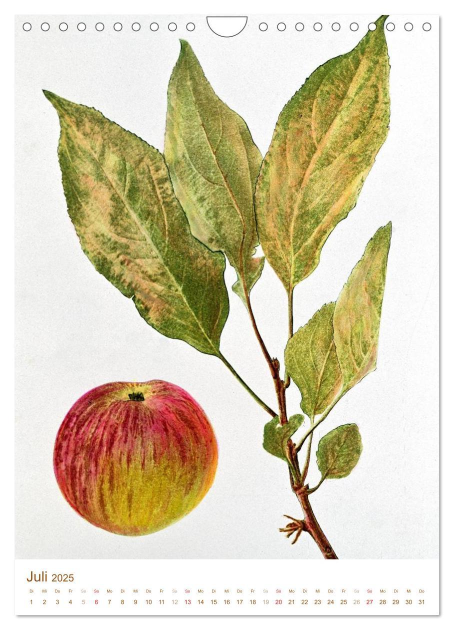 Bild: 9783457046630 | Obstbäume: Botanische Zeichnungen und historische Stiche...