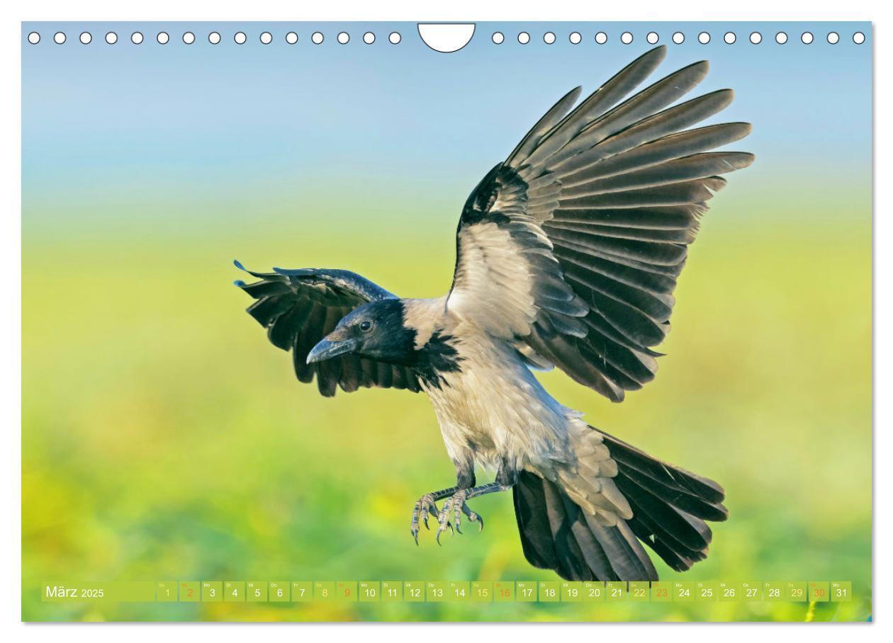 Bild: 9783383776601 | Rabenvögel: Schwarz, schlau, schön (Wandkalender 2025 DIN A4 quer),...