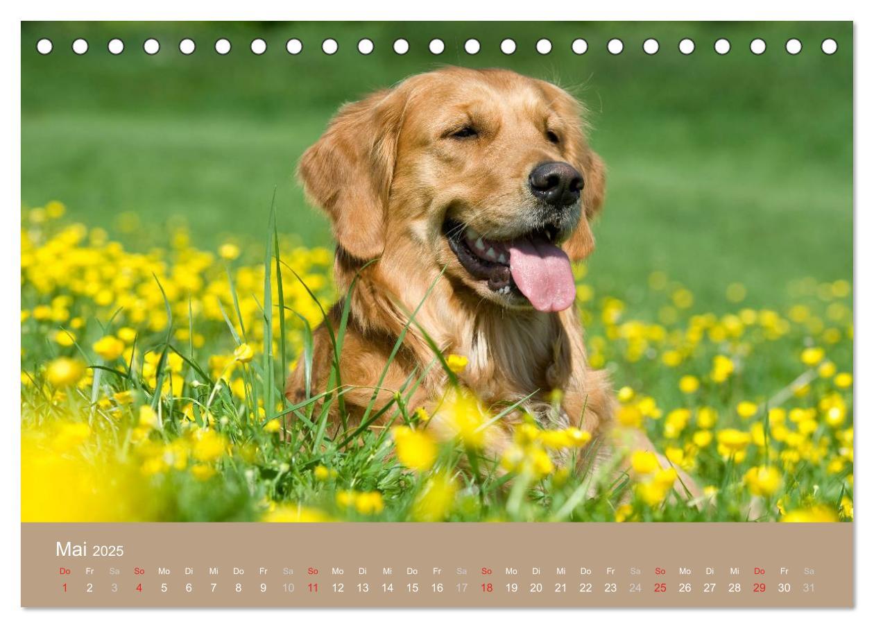 Bild: 9783435743162 | Golden Retriever (Tischkalender 2025 DIN A5 quer), CALVENDO...