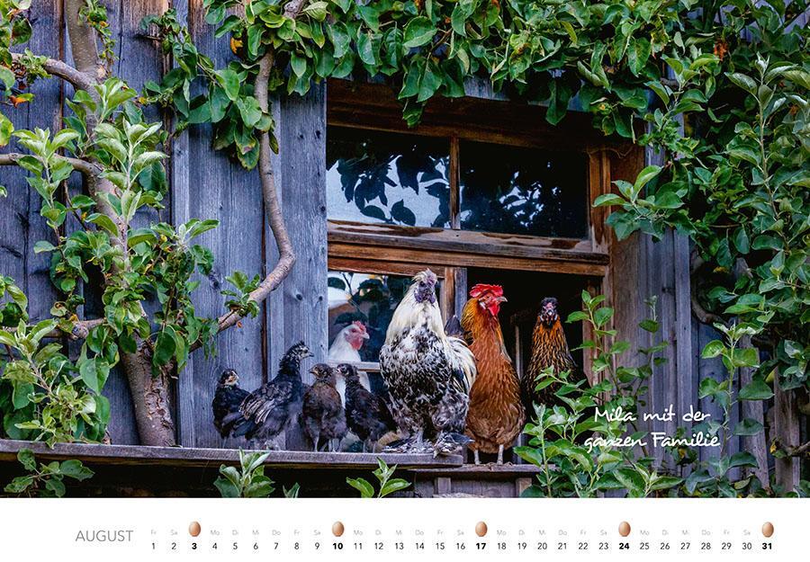 Bild: 9783966648202 | Hühner Kalender 2025 | Der Tierkalender mit den charmanten Namen