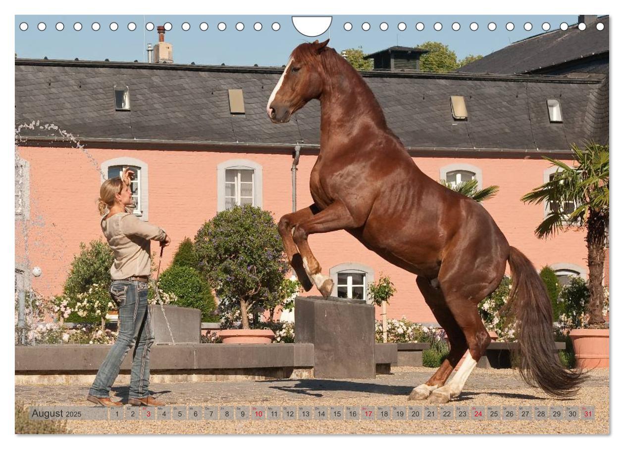 Bild: 9783435594160 | Natural Horsemanship - Partnerschaft mit Pferden (Wandkalender 2025...