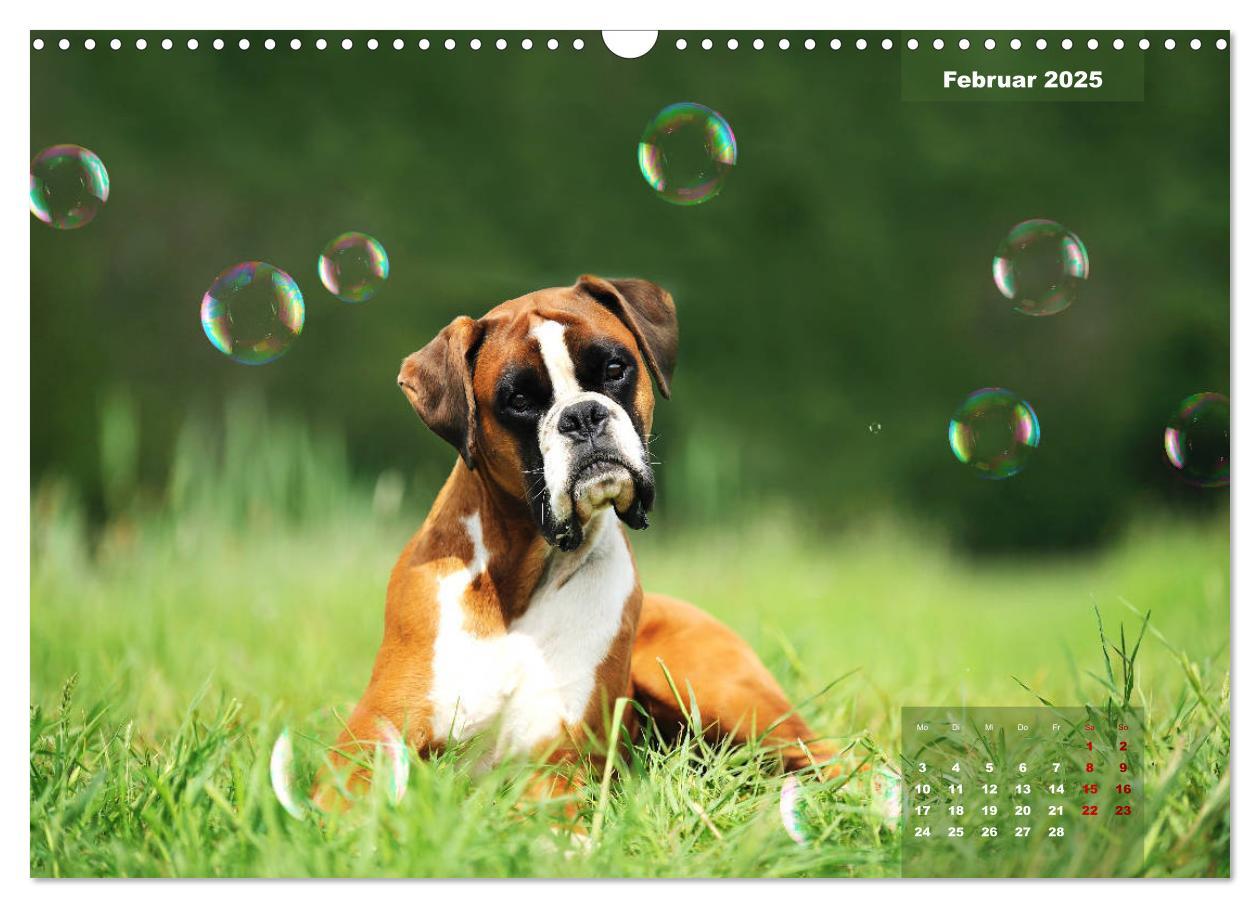 Bild: 9783435339990 | Typisch Boxer (Wandkalender 2025 DIN A3 quer), CALVENDO Monatskalender