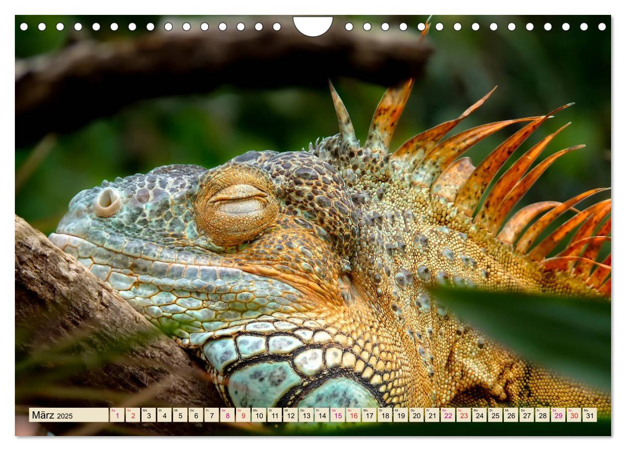 Bild: 9783435335930 | Wunderschöner Leguan (Wandkalender 2025 DIN A4 quer), CALVENDO...