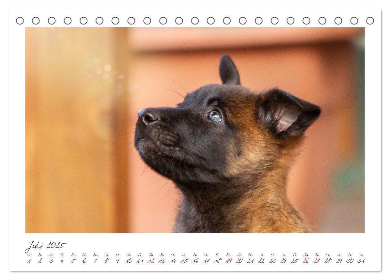 Bild: 9783383798450 | Mit dem Malinois durch das Jahr (Tischkalender 2025 DIN A5 quer),...