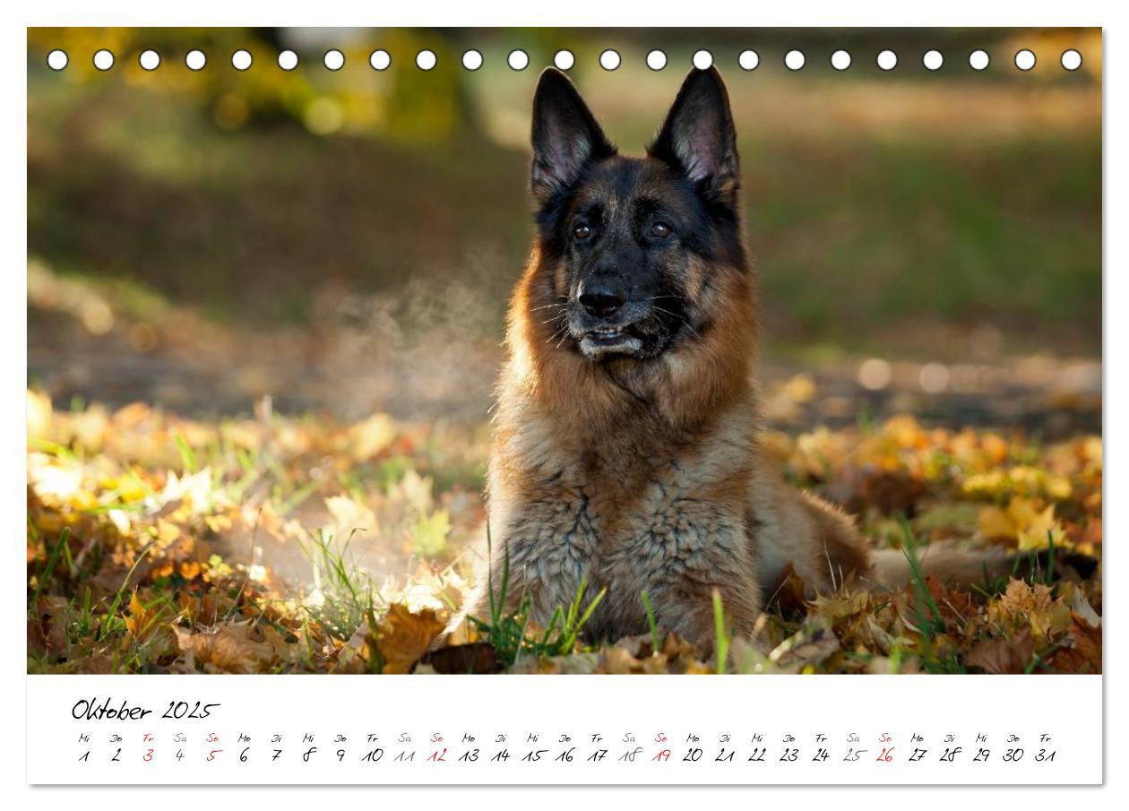 Bild: 9783435686360 | Deutsche Schäferhunde - Traumhunde (Tischkalender 2025 DIN A5...