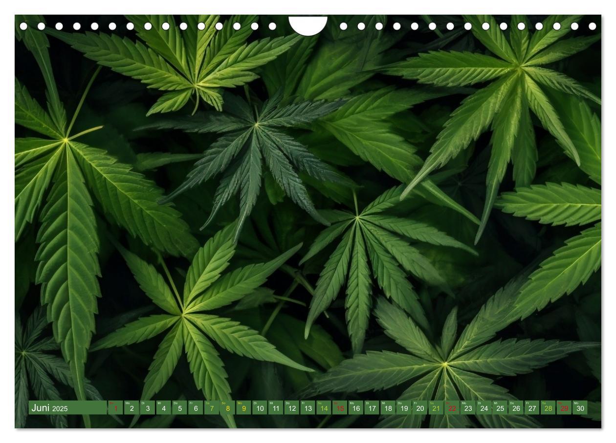 Bild: 9783435691463 | Faszination Cannabis (Wandkalender 2025 DIN A4 quer), CALVENDO...