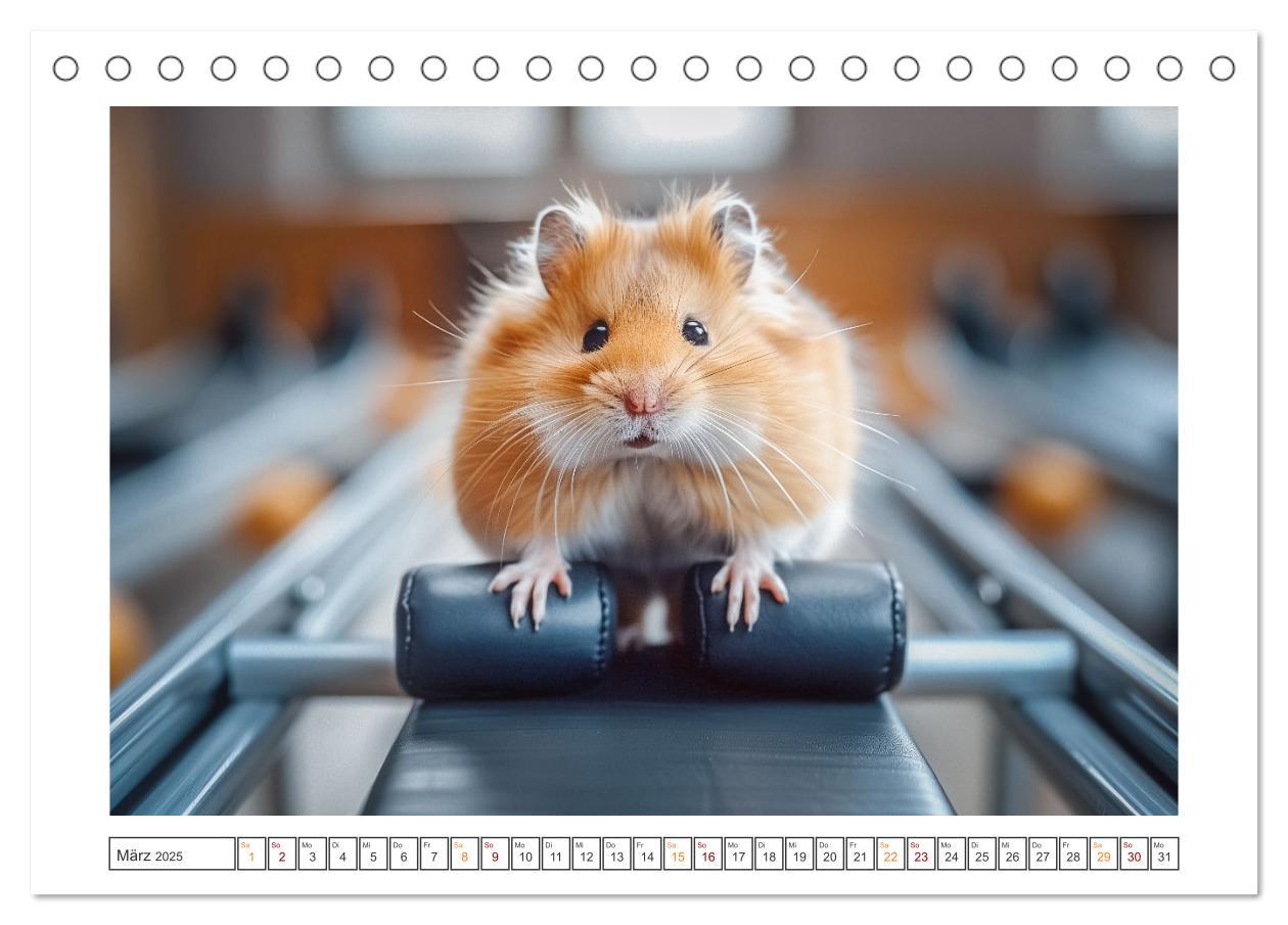 Bild: 9783435084876 | Lustige Hamster (Tischkalender 2025 DIN A5 quer), CALVENDO...