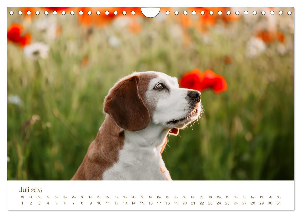 Bild: 9783435018499 | Beagle - Unser treuer Begleiter (Wandkalender 2025 DIN A4 quer),...