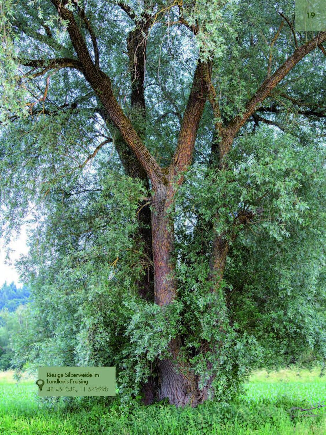 Bild: 9783892515418 | Faszinierende Bäume in Oberbayern | Jürgen Schuller | Buch | 208 S.