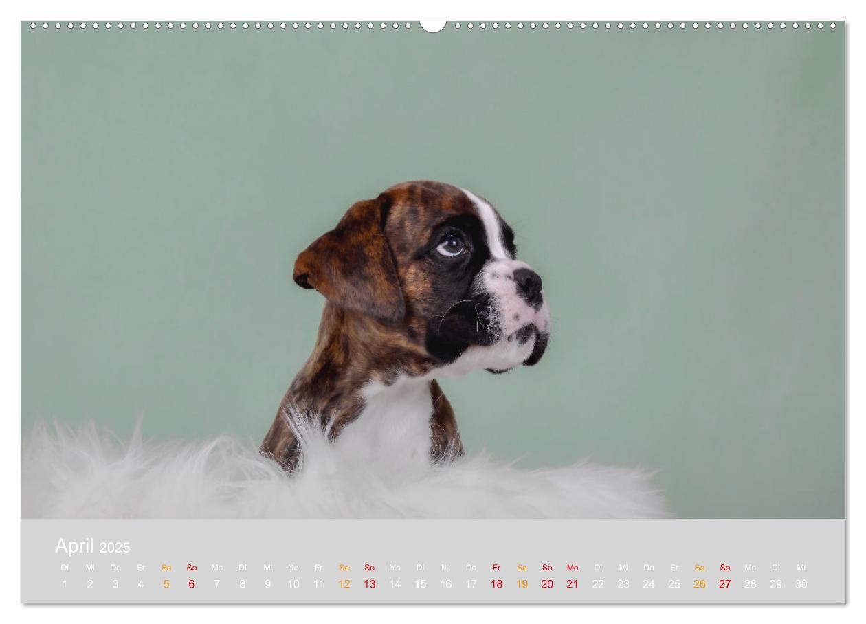 Bild: 9783457226254 | Boxer Welpen einfach zuckersüß (hochwertiger Premium Wandkalender...